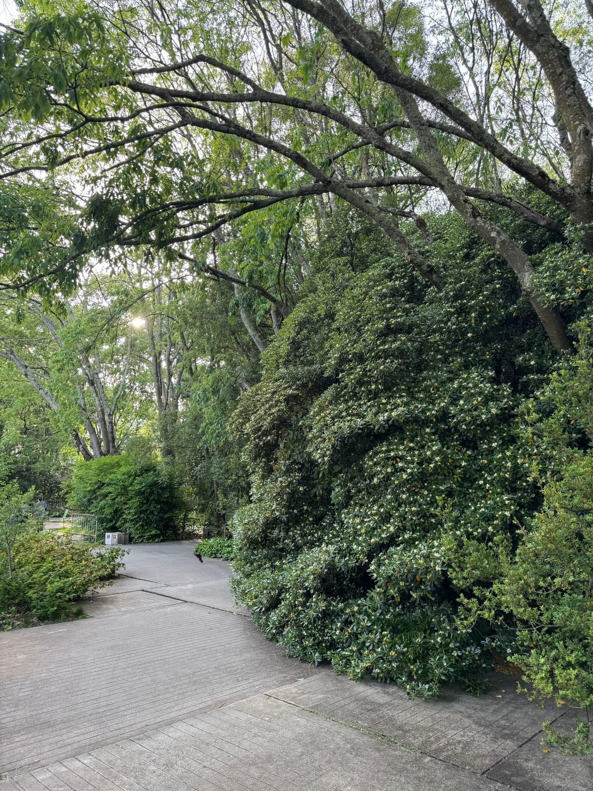 Jardins da Fundação Gulbenkian @ Saldanha