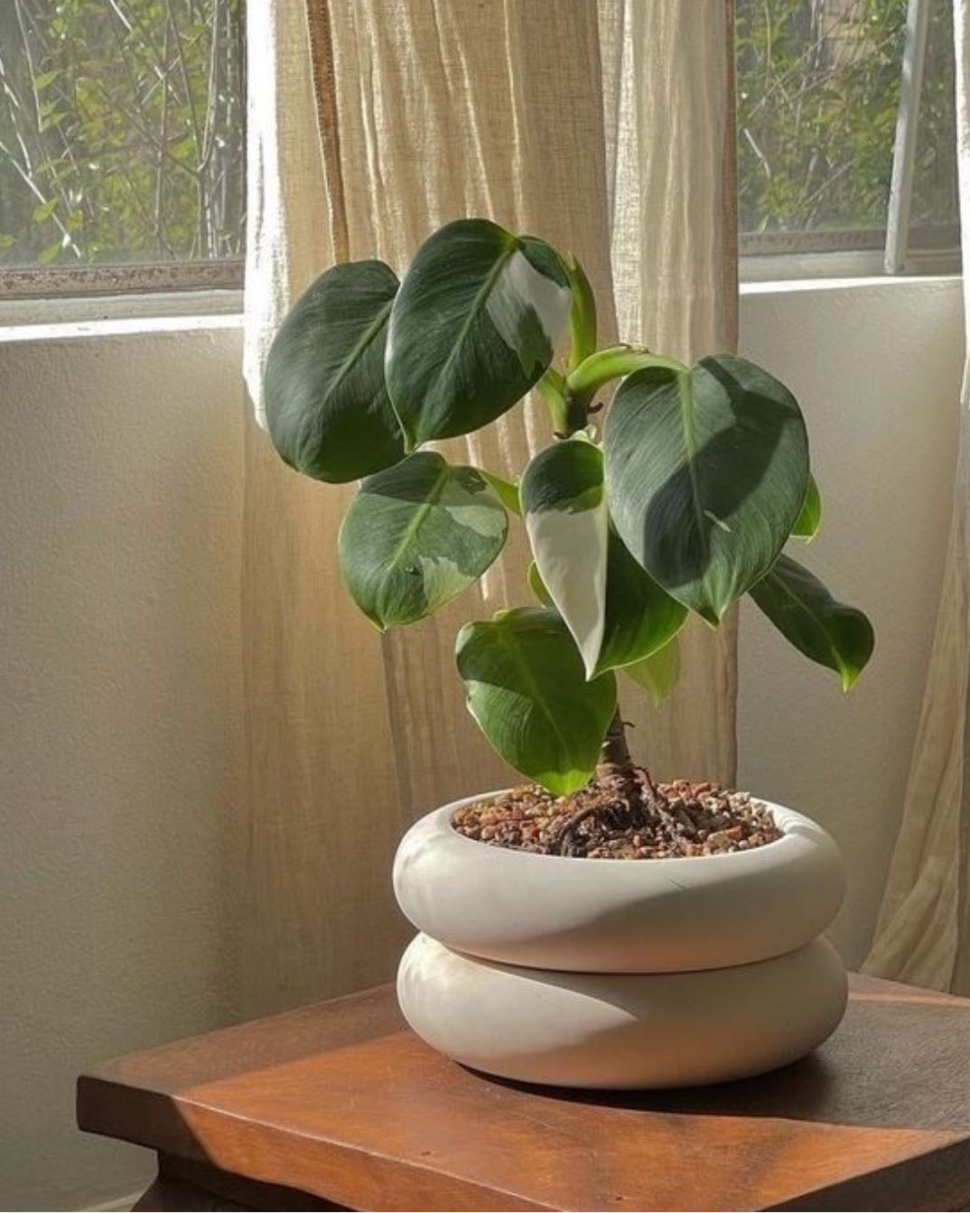 Water your plants - & make sure they are healthy