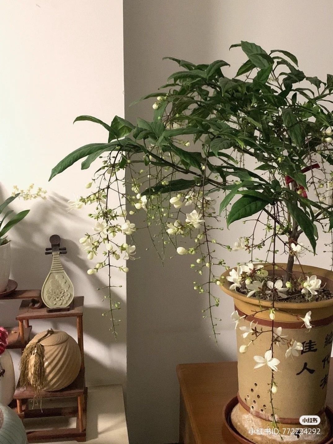 Take care of your plant - See if they need water or other things