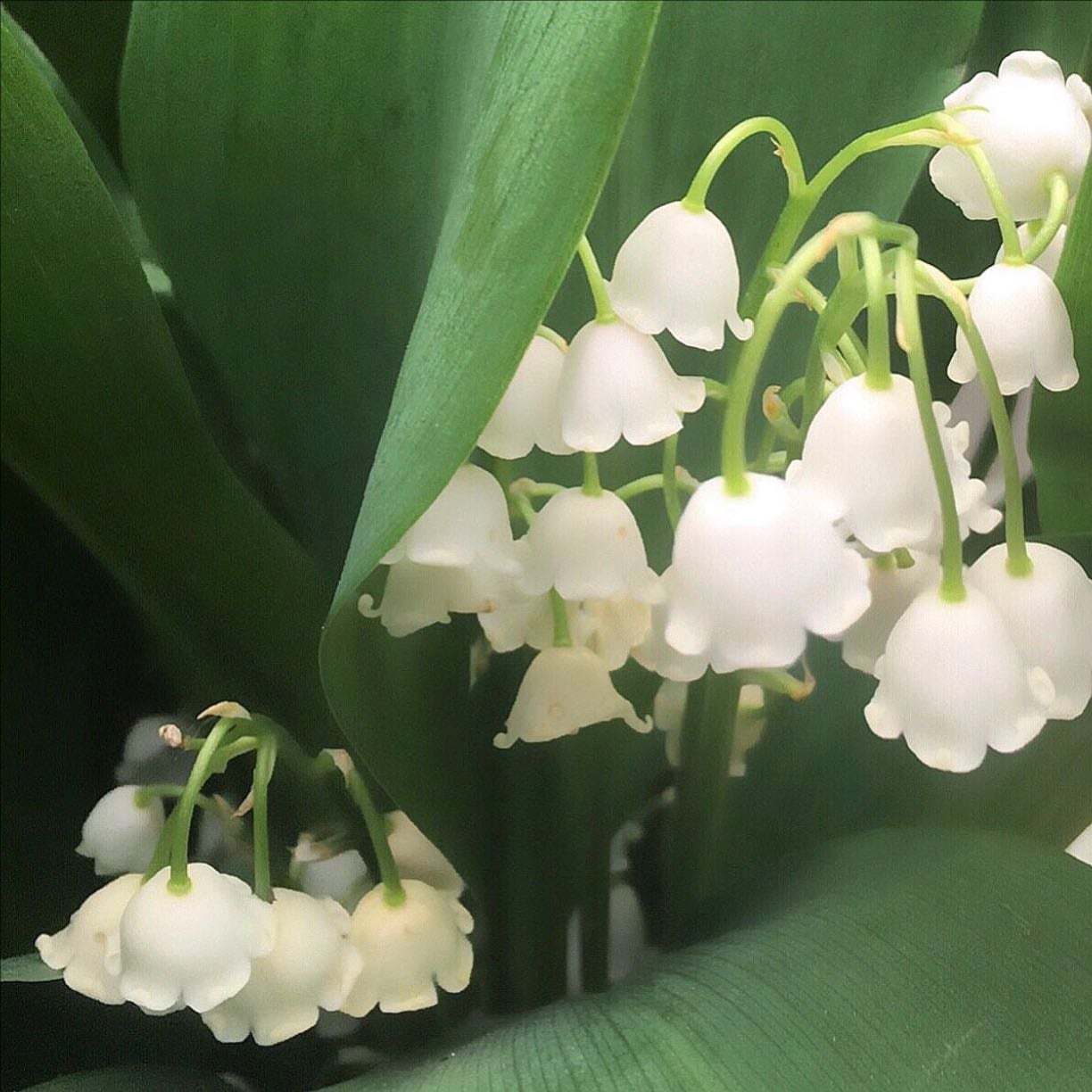 Lily of the valley - Birth flower