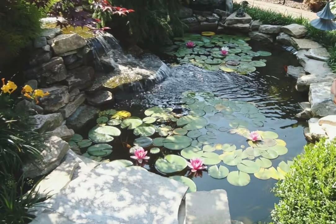 Mini pond with lotus flowers