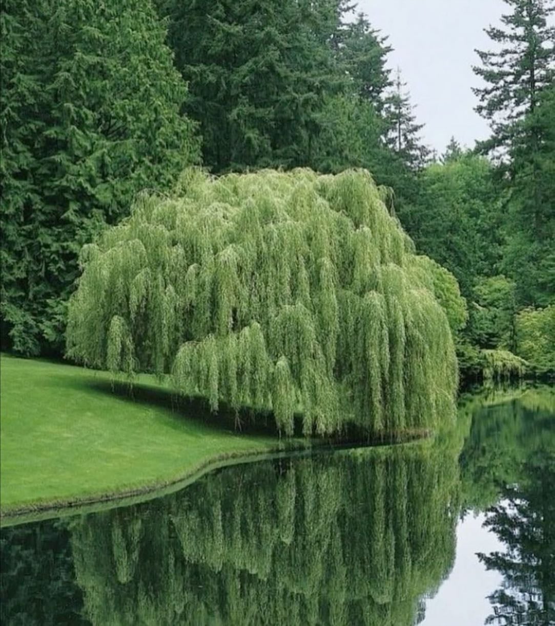Willow tree