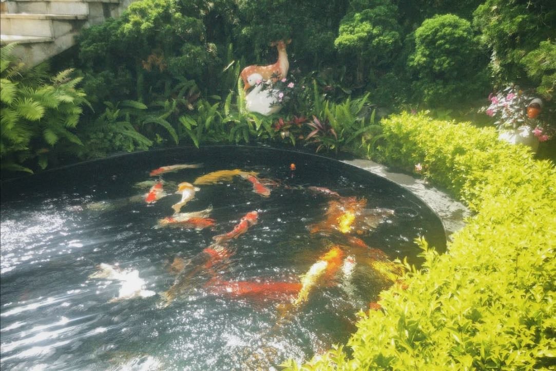 Koi fish pond