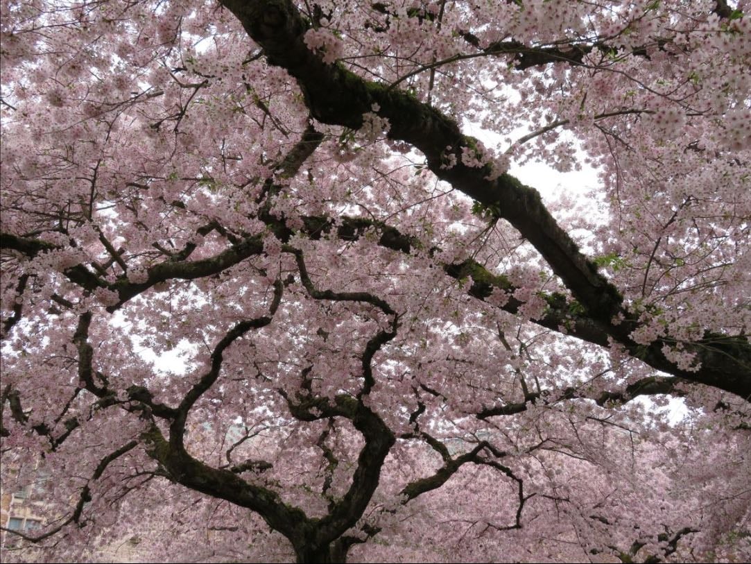 Cherry blossom tree