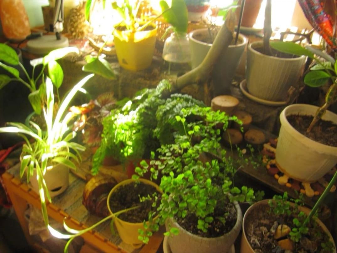 Collecting plants - I want to have a lil garden on my balcony