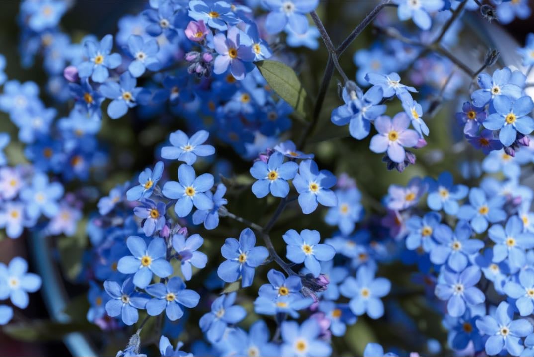 Forget me nots