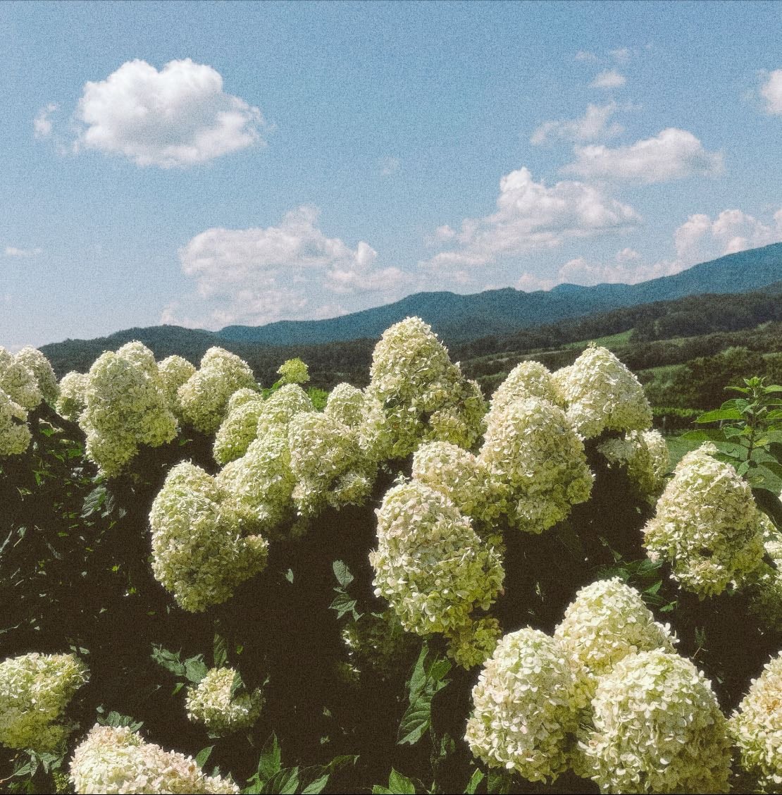 Italian Disco (Summer Jams)