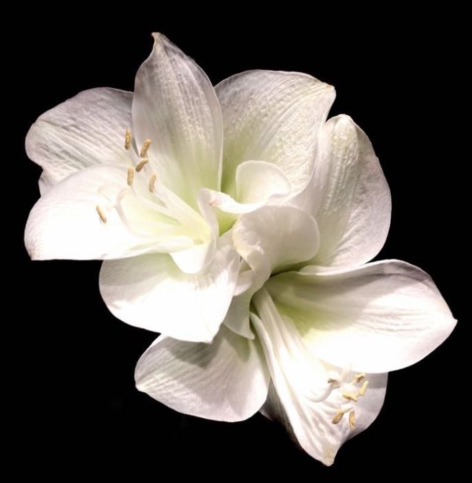 ‘White floral perfumes! 𓋹 - Products hypelist by Arwen ʚଓ