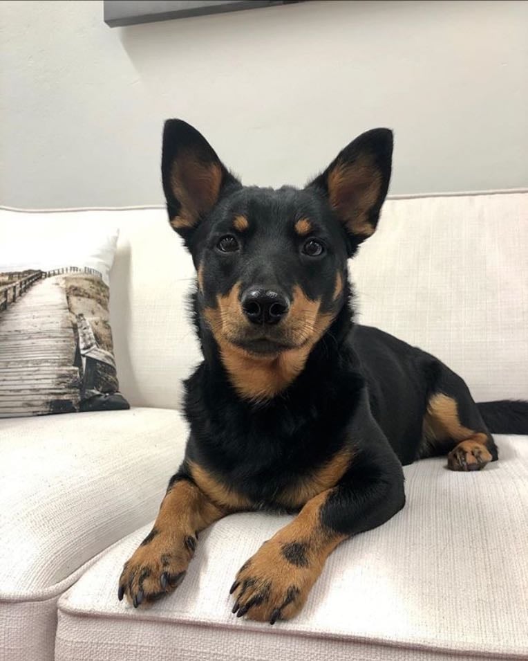 Lancashire Heeler