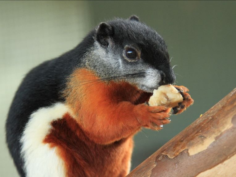 Prevost's Squirrel