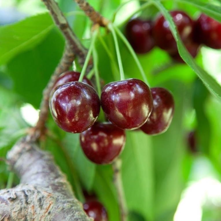 Lapins Cherry - Taste: Sweet, rich, slight wine depth