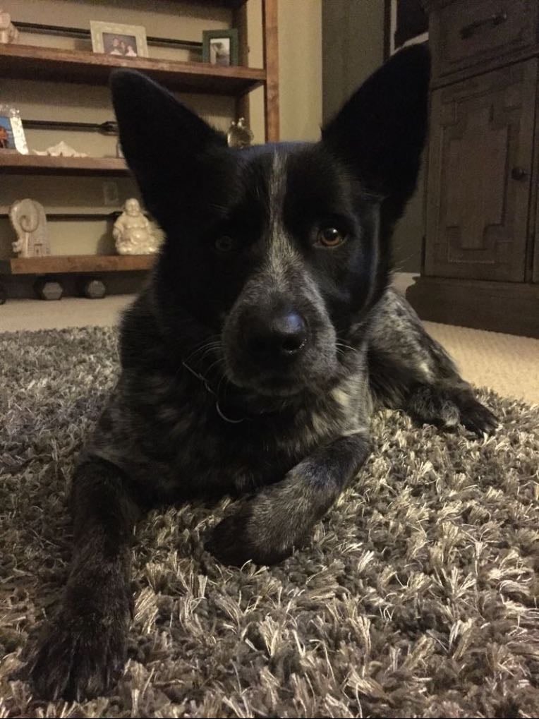 Australian Cattle Dog