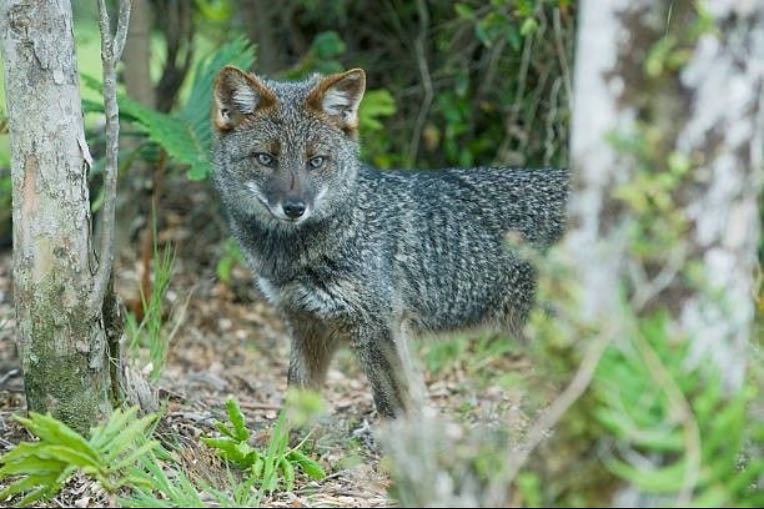 Darwin’s Fox