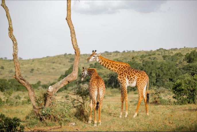 Arusha