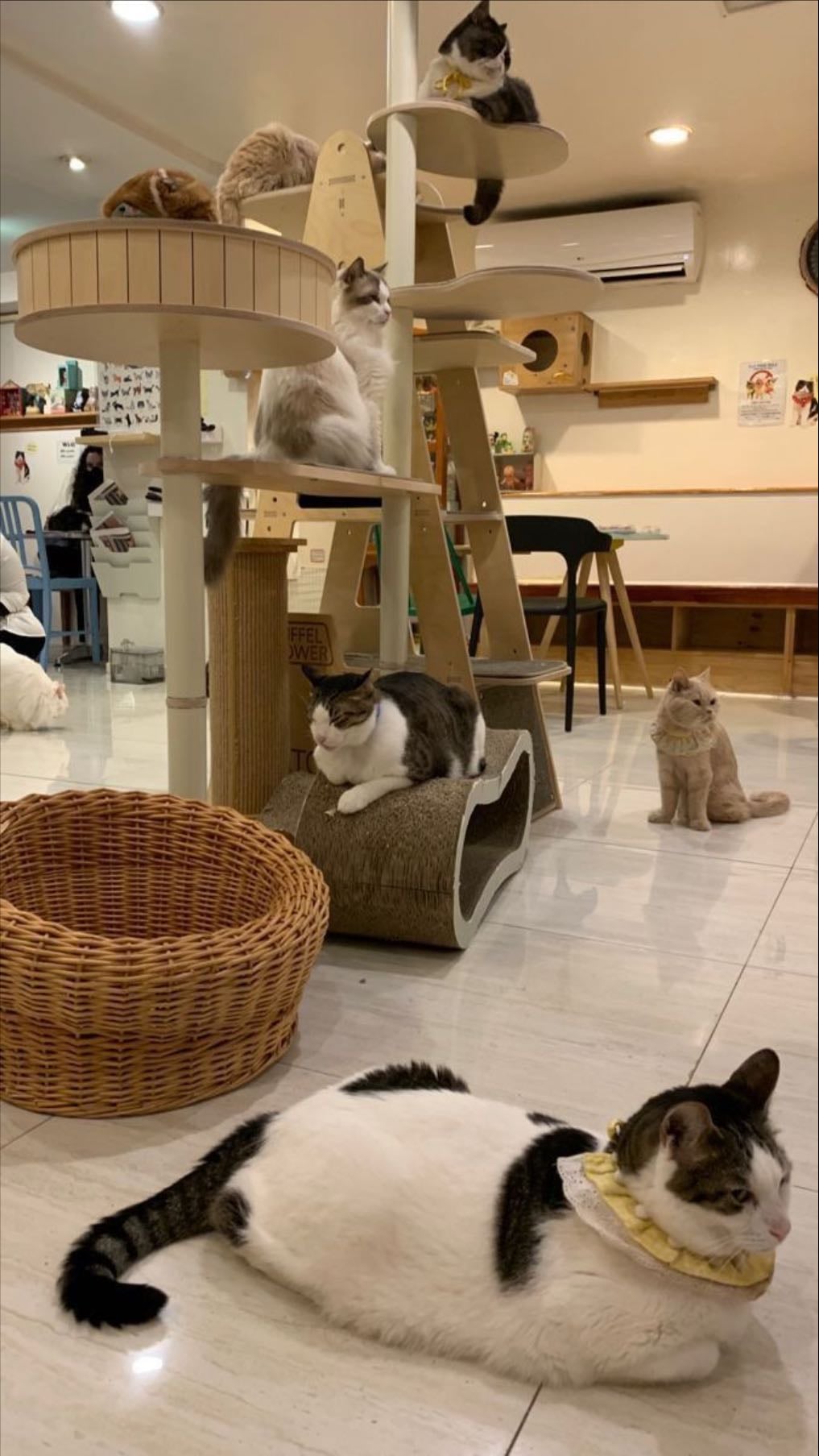 Dog/cat cafe