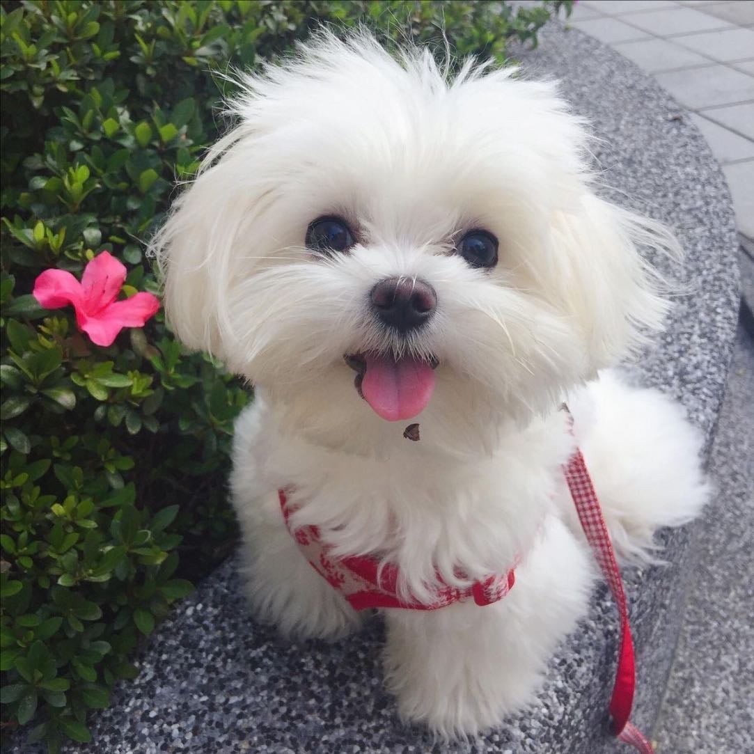 Maltese