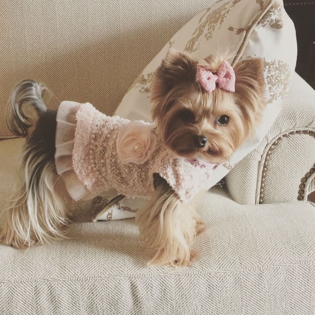 Yorkshire terrier