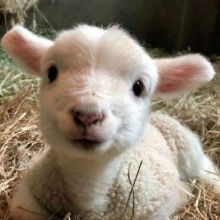 lambs ⋆. 𐙚 ˚ - PRETTY CUTIES OMG I LOVE THEM I WANT TO HUG THEEEEMMMMMMMMMMMMMMMMMMMMMMM (ू•ᴗ•ू❁)