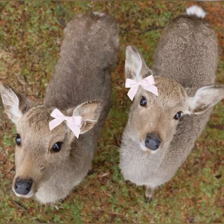 deers ⋆. 𐙚 ˚ - I love deers, they are so nonchalant and cute, their eyes and ears are so pretty <3