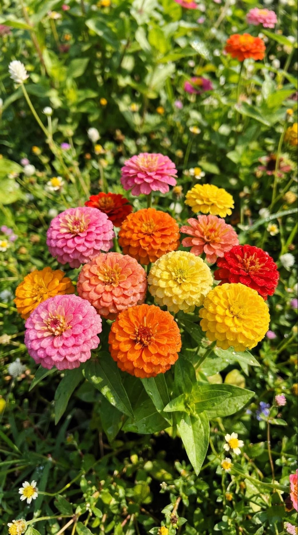 Zinnias