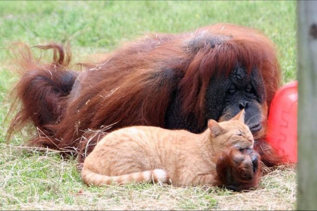 animal - ಄ cat/orangutan