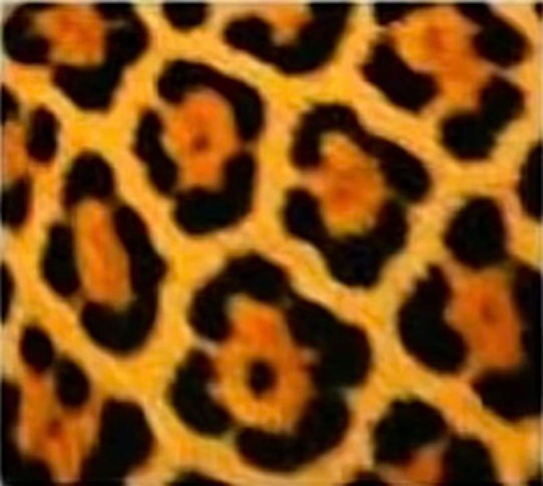leopard