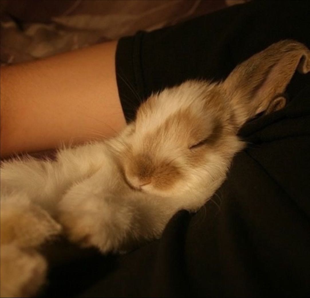 cuddle with a pet - 01/17