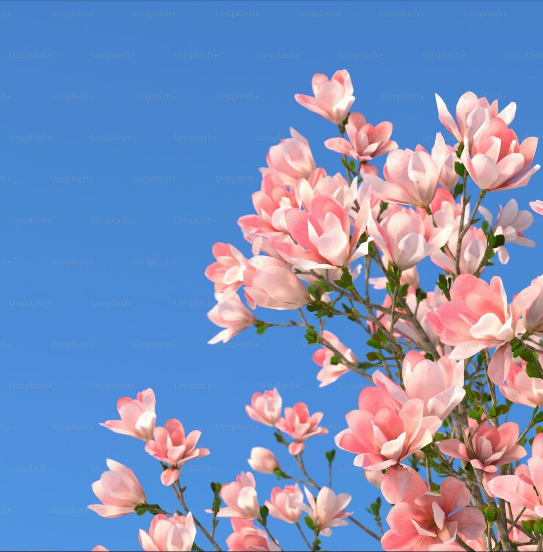 Flowertopia