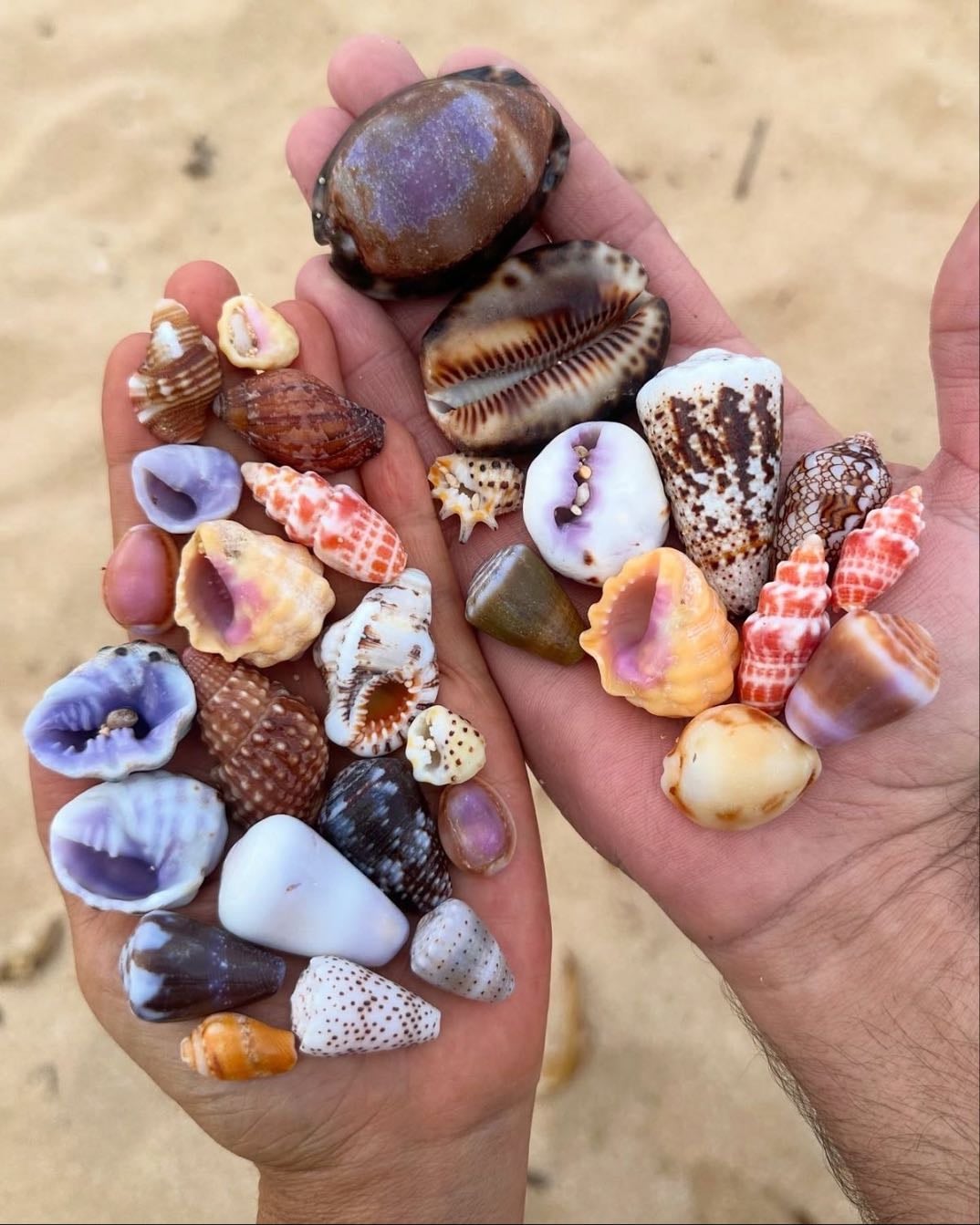 Collecting seashells at the beach