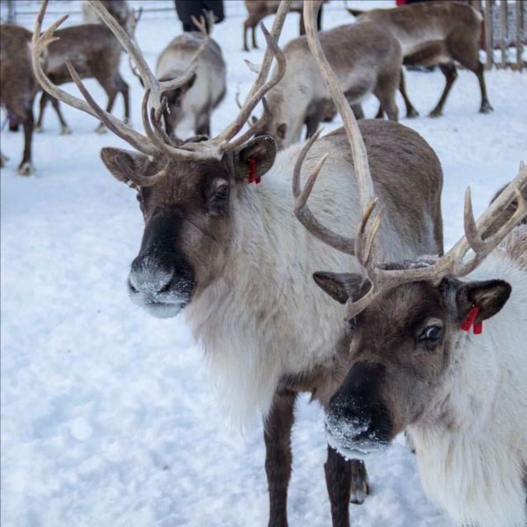 Reindeer Farm - from €150 / person