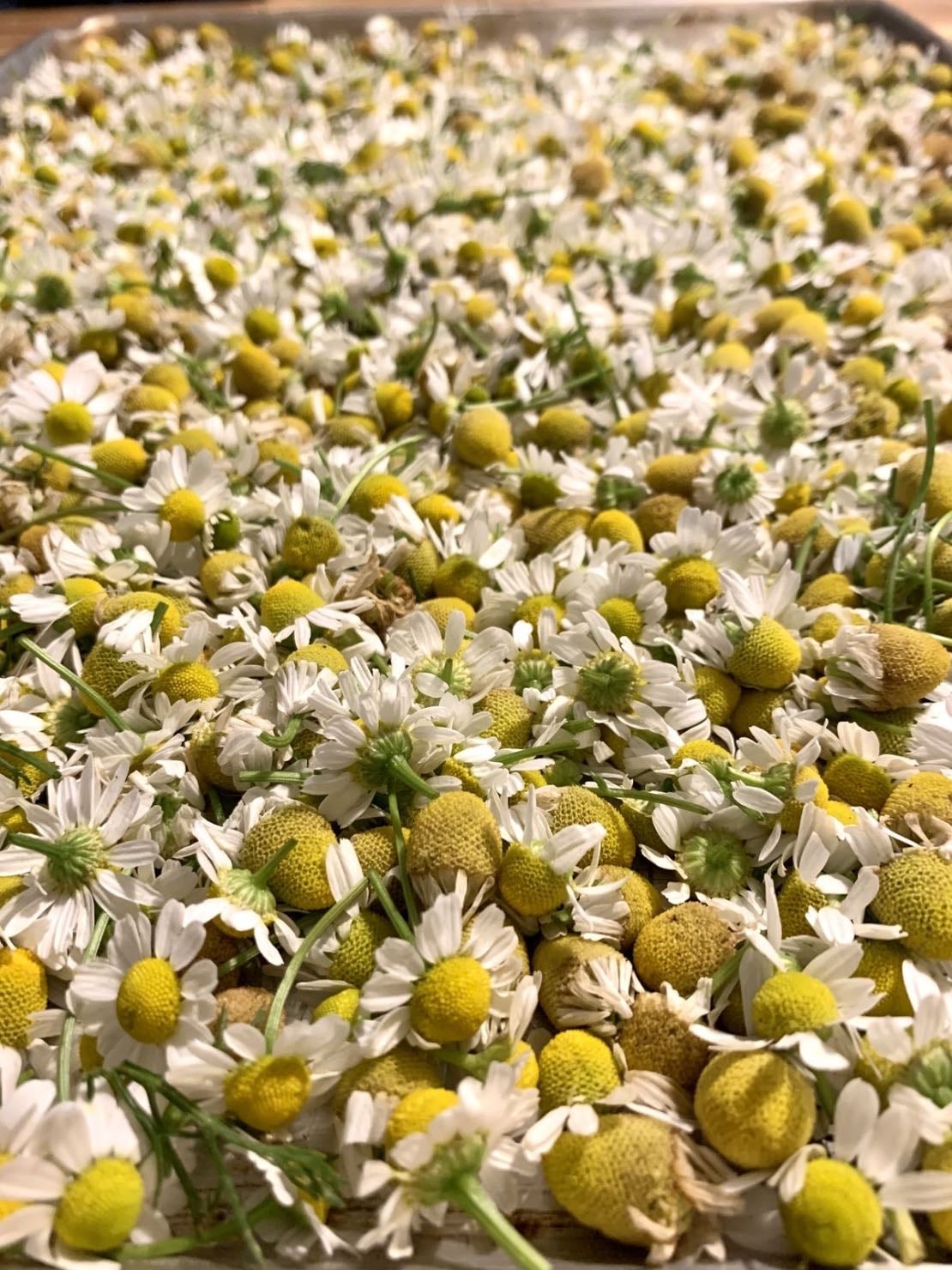 Chamomile Tea - Chamomile tea helps promote relaxation, supports better sleep, and soothes digestion naturally.