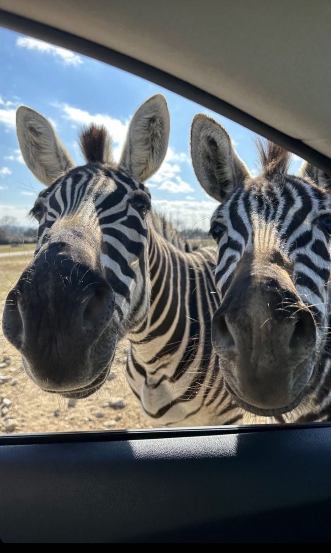 safari