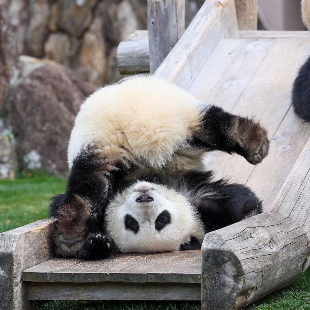 pandas - especially babies
