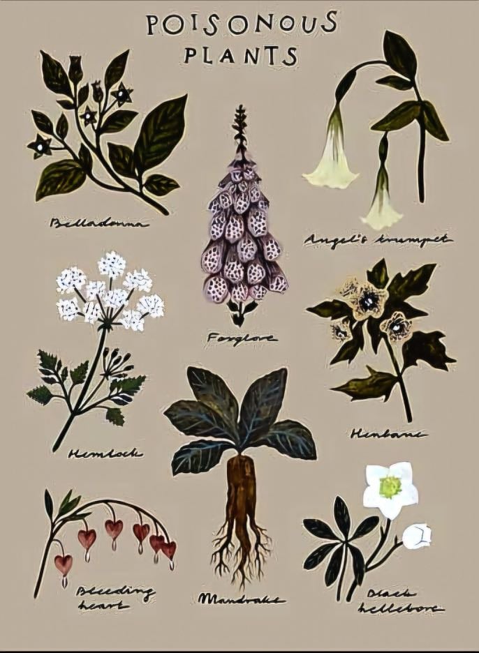 Learn poisons of plants