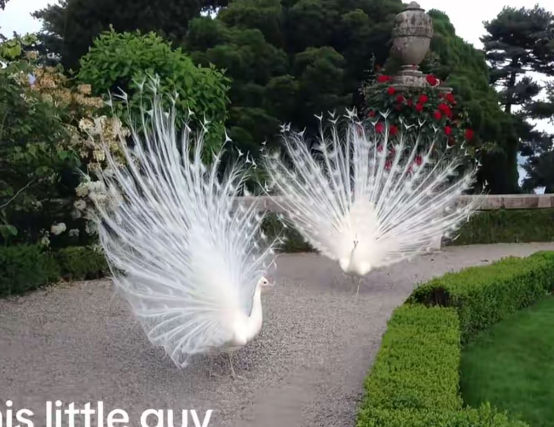 White peacocks